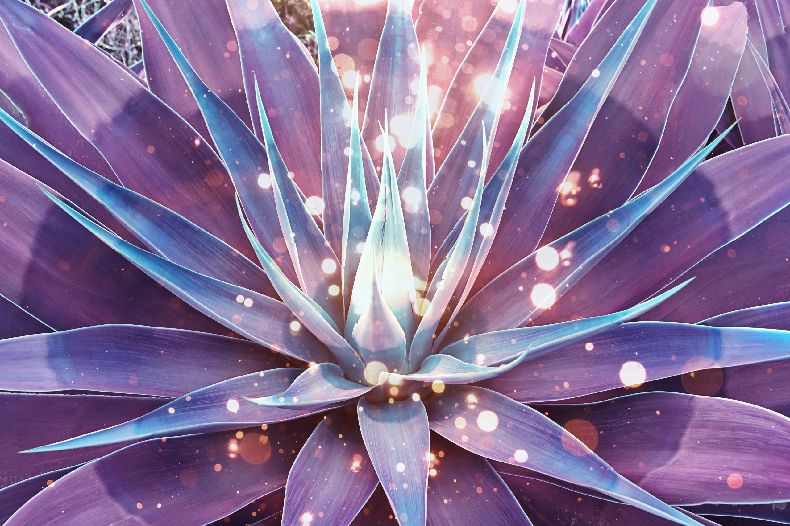 Agave